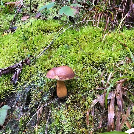 Nachtigall 2* Gernsbach